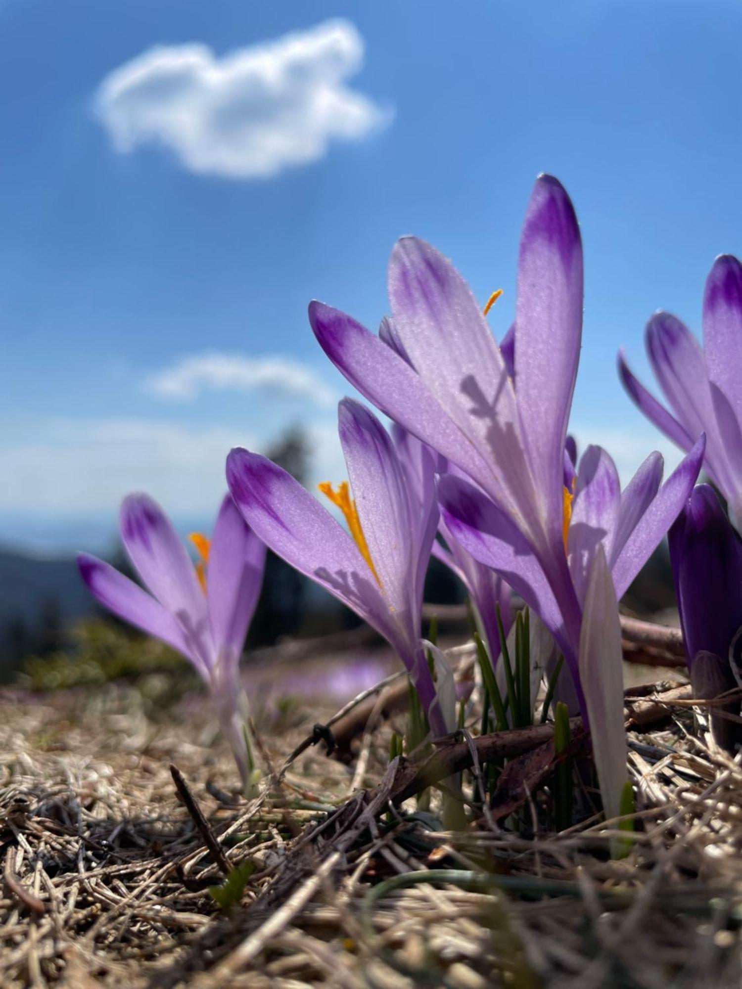 920m N.p.m. Апартаменти Закопане